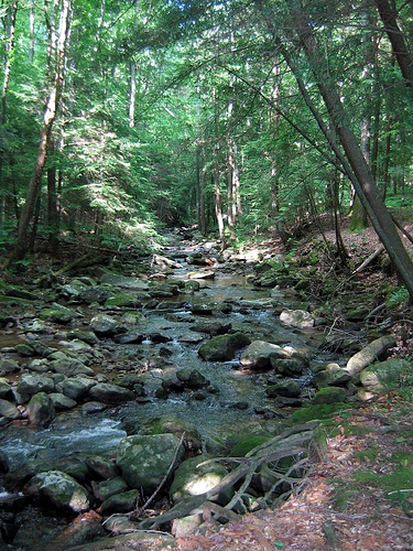 Appalachian Stream, eastern Tennessee
