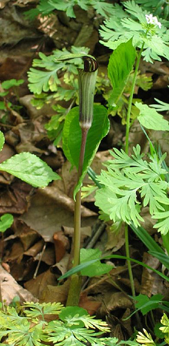 arisaema