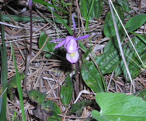Calypso bulbosa, Calypso orchid, Cypress Hills Interprovincial Park, Canada
