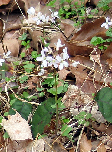 Cardamine douglassii, purple cress