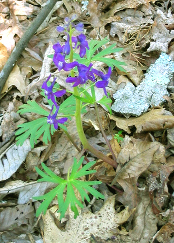 Delphinium tricorne, dwarf larkspur