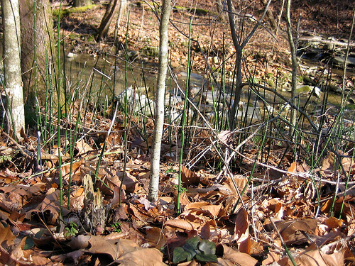 Scouring rush Equisetum hyemale