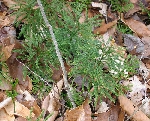 Groundpine Lycopodium obscurum