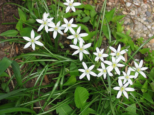 Ornithogalum umbellatum, star of Bethlehem, Fayette Co., KY