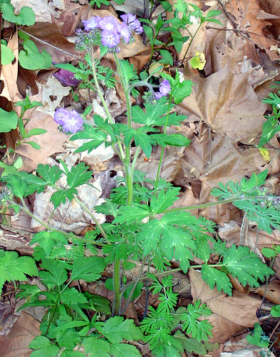 Phacelia bipinnatifida, purple phacelia, Bluegrass Kentucky