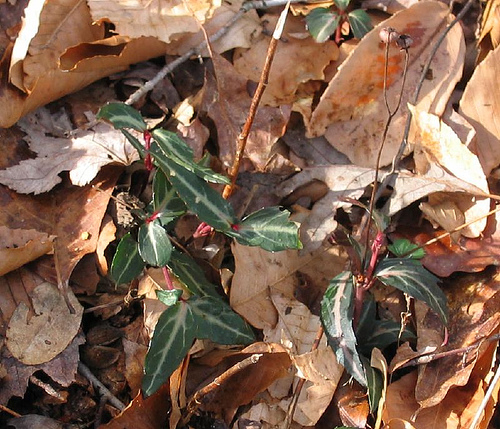 Pipsissiwa Chimaphila maculata