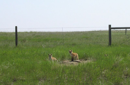 Red fox family, Montana