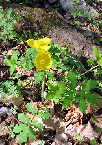 Stylophorum diphyllum, celandine wood poppy