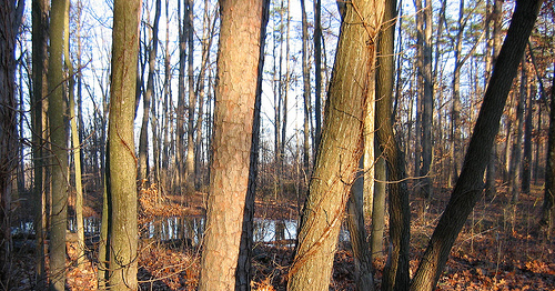 vernal pond