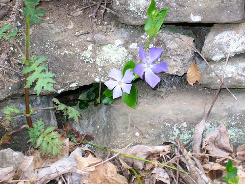 Vinca minor periwinkle