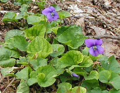 blue violet Viola sororia
