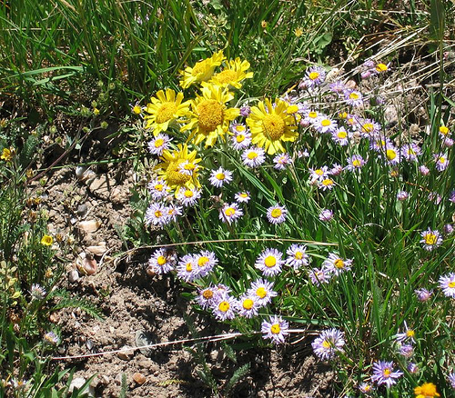 alpine flowers wyoming wy medicine bow