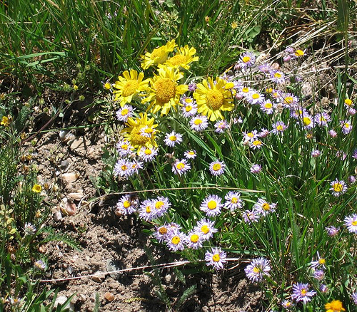 Alpine bouquet