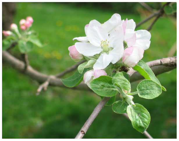 apple blossom pink