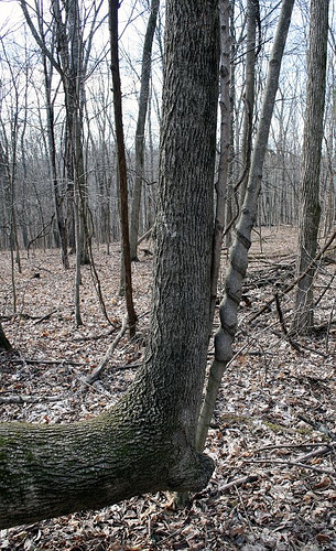 bench tree Native American Americans