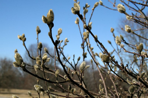 Bernheim Arboretum