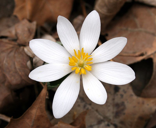 Bloodroot Sanguinaria canadensis