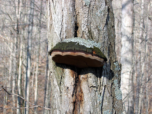 bract fungus tree