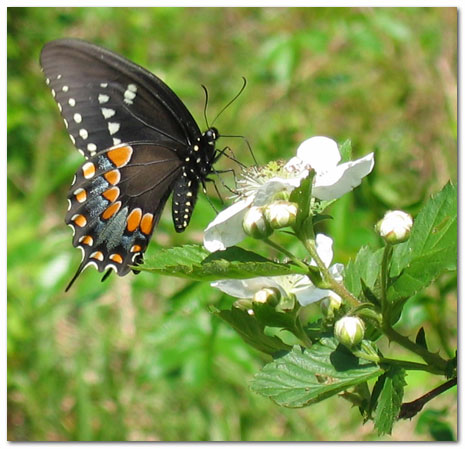 blackberry swallowtail red river gorge kentucky