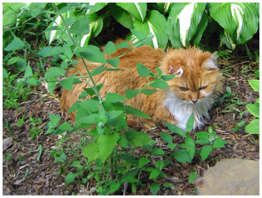 Catnip Images