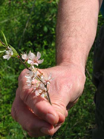 prunus kentucky ky knobs