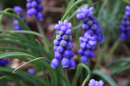 grape hyacinths