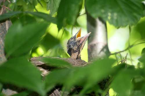 american robin