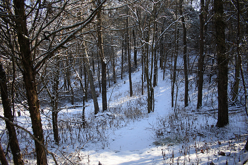 Pathway through the forest