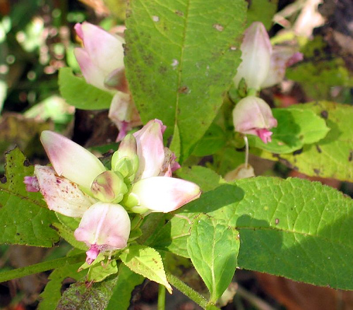 Turtlehead, Chelone glabra