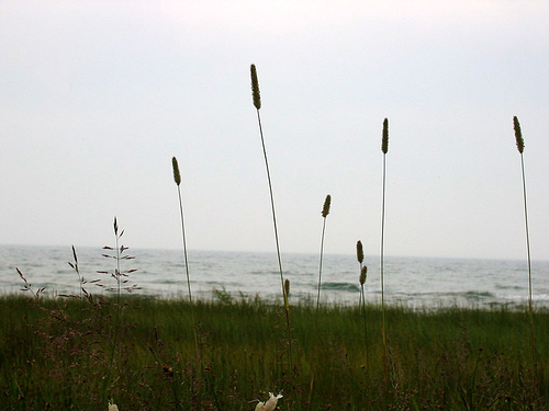 Tall grasses near water's edge
