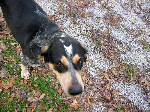  Friendly greeting from an old hound dog