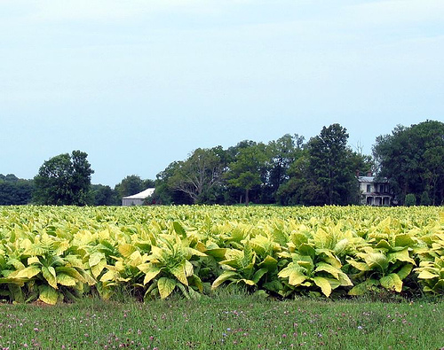 Tobacco farm Nelson County Kentucky