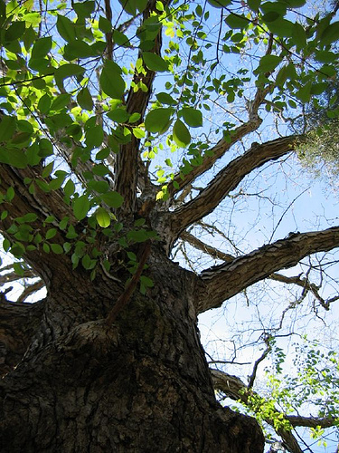 Under the shade of an old oak