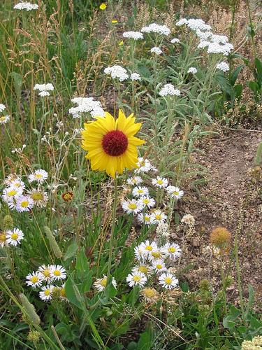 aster bouquet