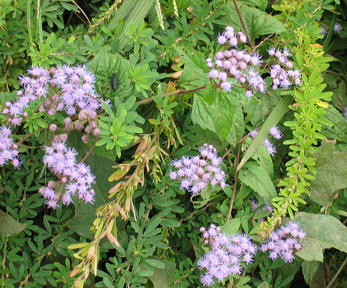 Mistflower, Eupatorium coelestinum