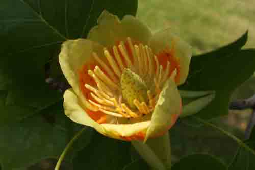 Tulip poplar flower and leaf, Liriodendron tulipifera