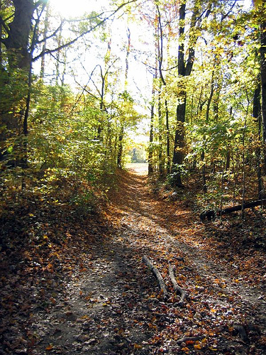 The Natchez Trace