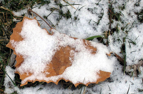 sycamore leaf