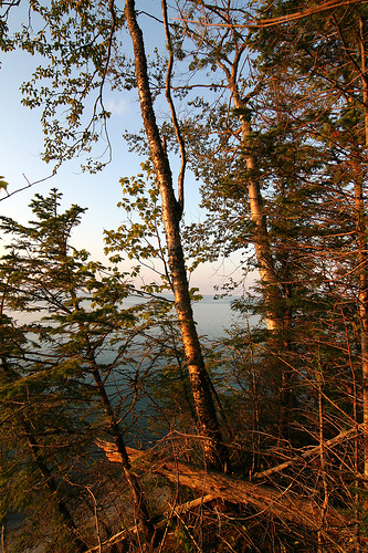 Warm hues of the evening alpenglow in the forest.  The sun sets on 2007. 