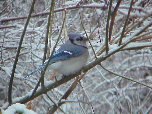 Winter blue jay by Sally Ramsdell