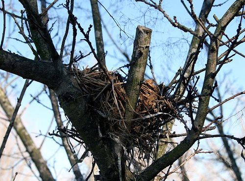 Robin's Nest