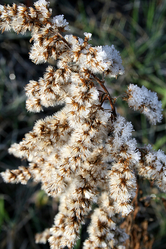 Ice on weathered, dried goldenrod plant