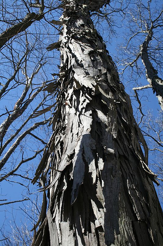 Shagbark hickory,  against blue sky