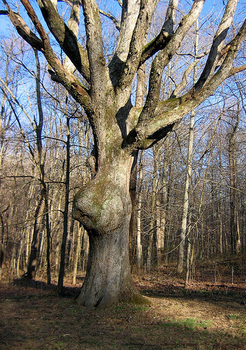 old man tree