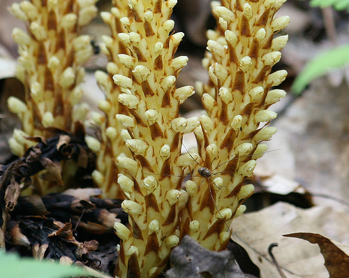 Squaw root, Conopholis americana