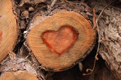 Heart of Eastern Red Cedar, Juniperus virginiana