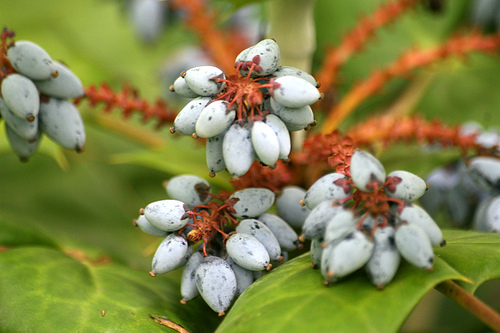 Oregon grape, Mahonia aquifolium, Cumberland Gap National Historical Park