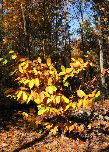 American chesnut (Castanea dentata)