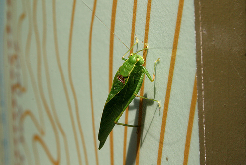 Closeup of katydid on trail map