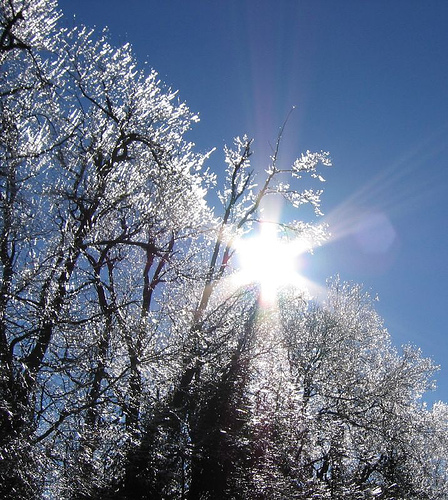 An ice storm in Kentucky, trees burdened with ice